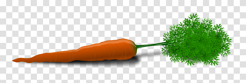 Carrot, Vegetable, Plant, Food Transparent Png