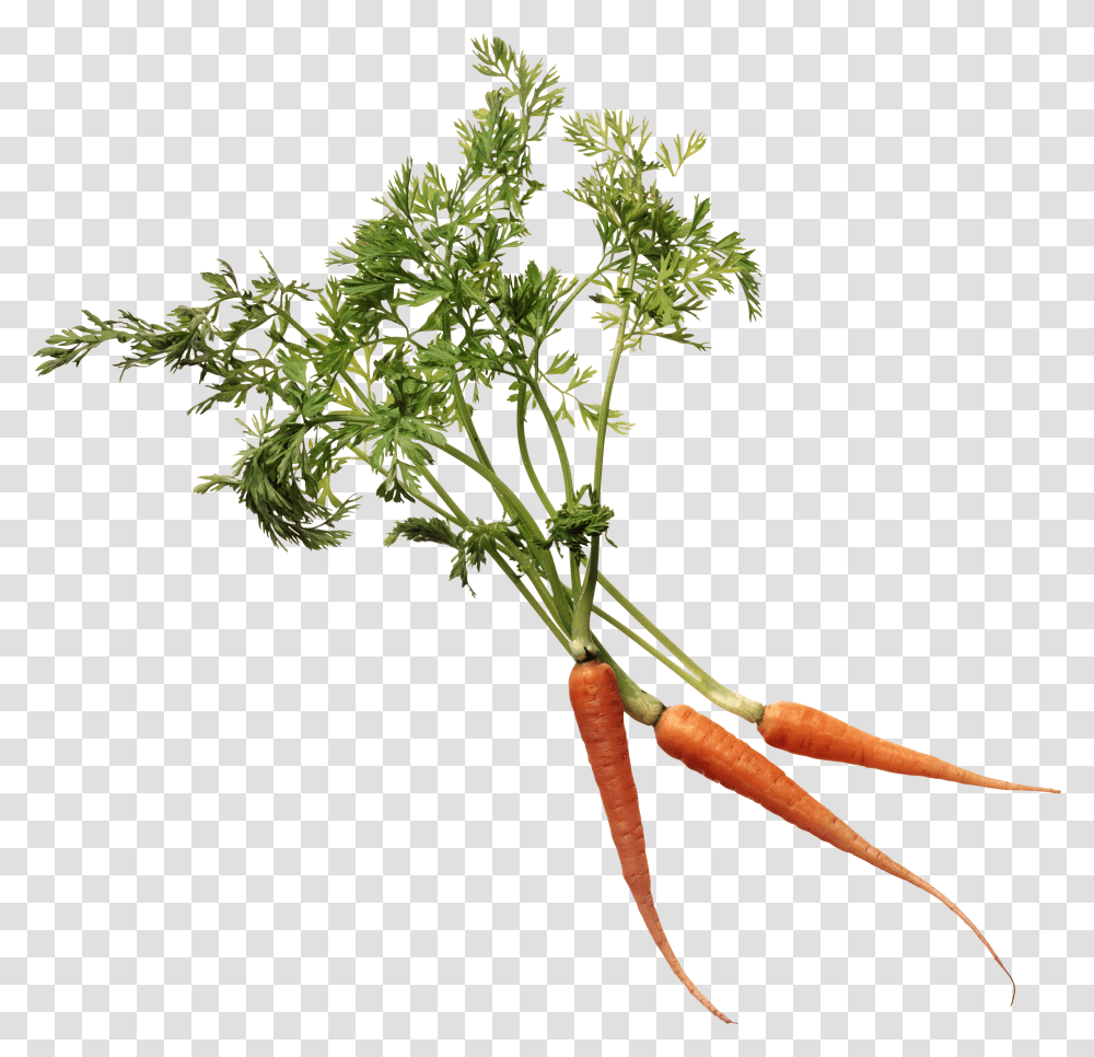 Carrot, Vegetable, Plant, Food, Vase Transparent Png