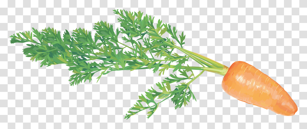 Carrot, Vegetable, Plant, Seasoning, Food Transparent Png