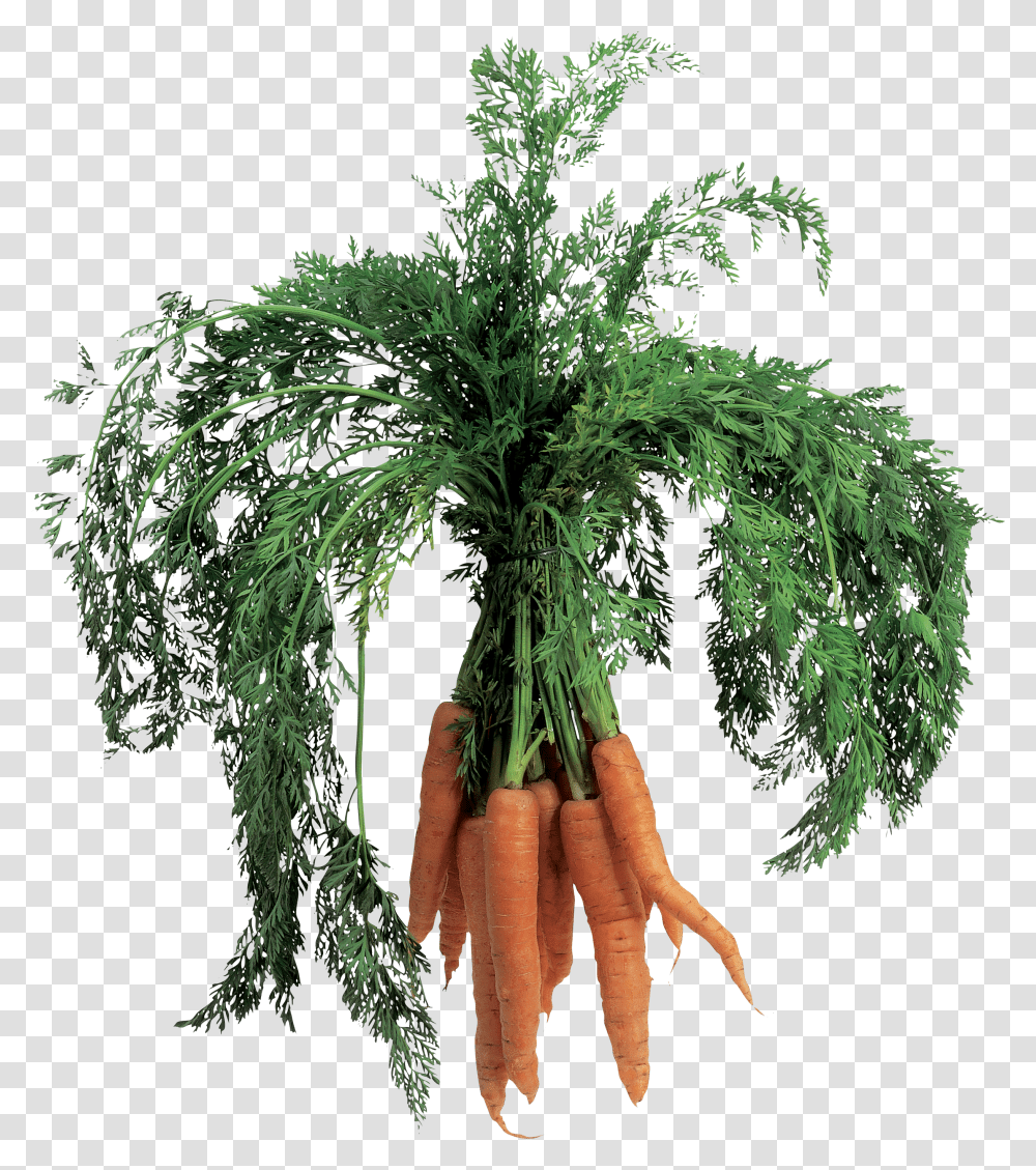 Carrot, Vegetable Transparent Png