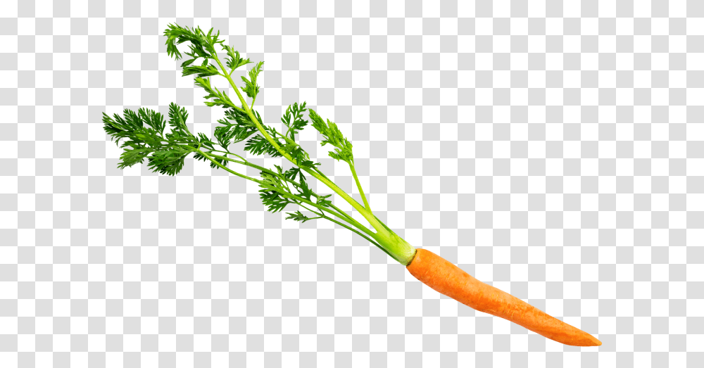 Carrot With Leaves Carrot, Plant, Vegetable, Food, Vase Transparent Png