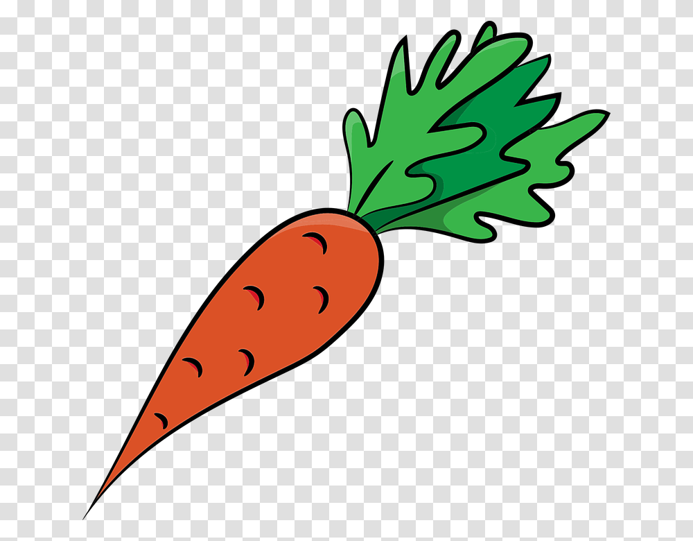 Carrots Carrot Vegetables Healthy Food Bio Fresh Sketsa Gambar Wortel, Plant Transparent Png