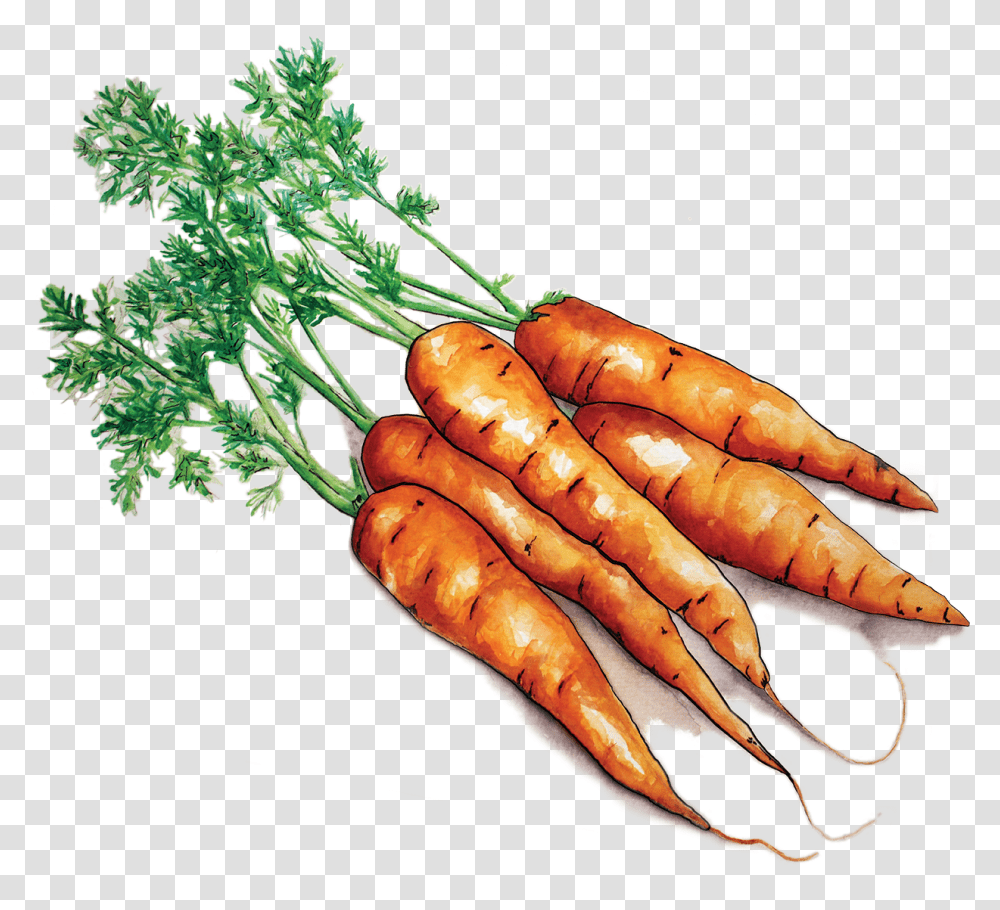 Carrots, Plant, Vegetable, Food, Hot Dog Transparent Png