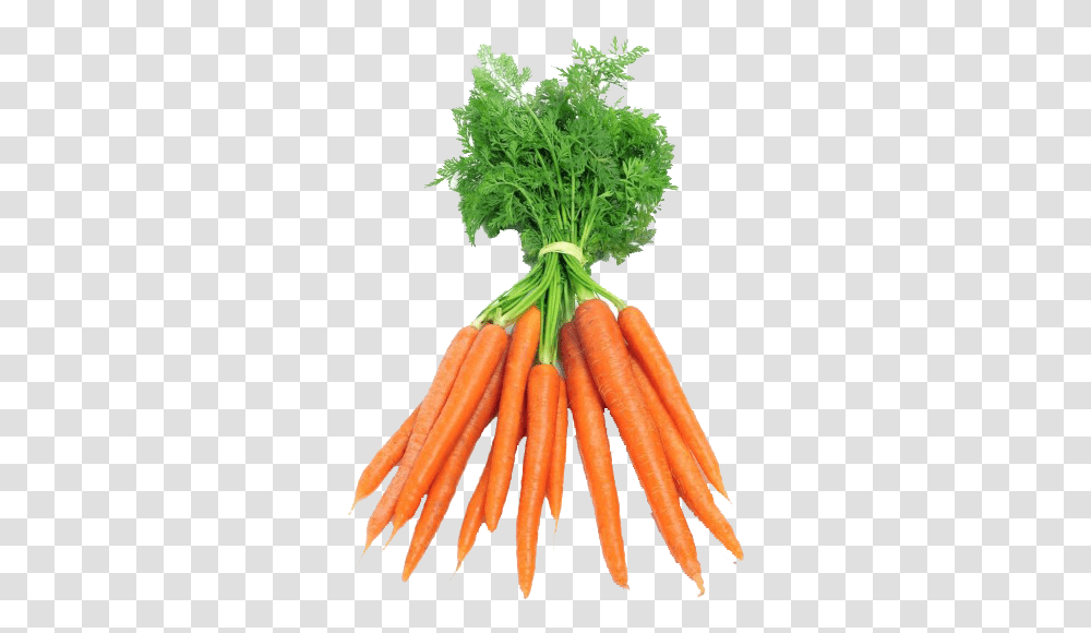 Carrots, Plant, Vegetable, Food, Root Transparent Png