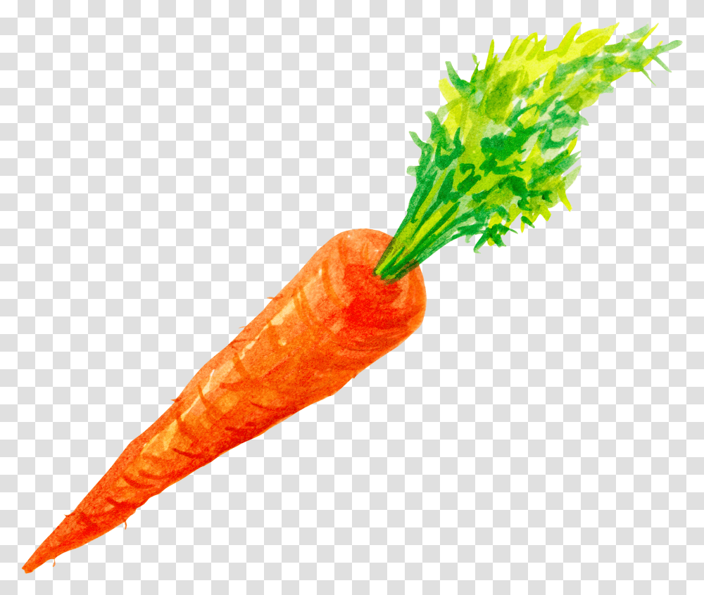 Carrots Watercolor Vector Stock Carrot Watercolor, Plant, Vegetable, Food Transparent Png