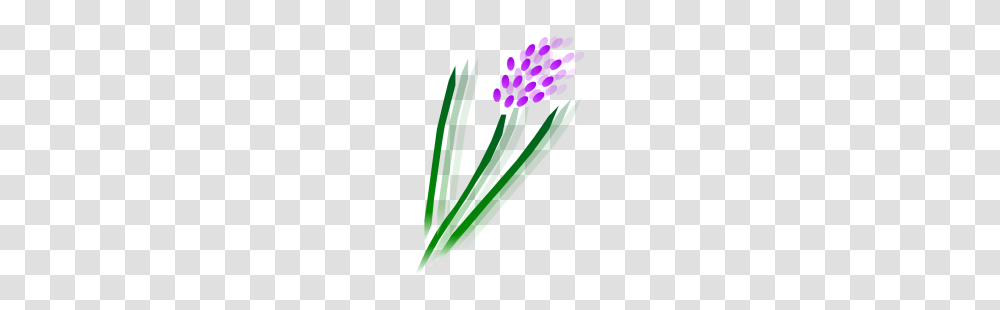 Carshalton Lavender, Plant, Purple, Flower Transparent Png