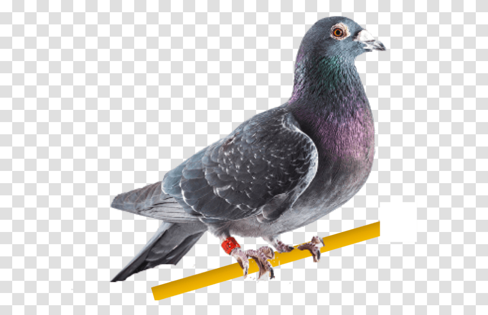 Carta De Palomas Mensajeras, Bird, Animal, Dove, Pigeon Transparent Png