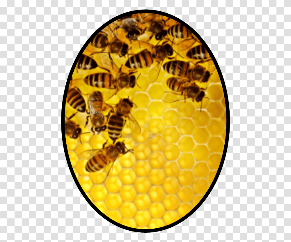 Cartel De Las Abejas, Honey Bee, Insect, Invertebrate, Animal Transparent Png