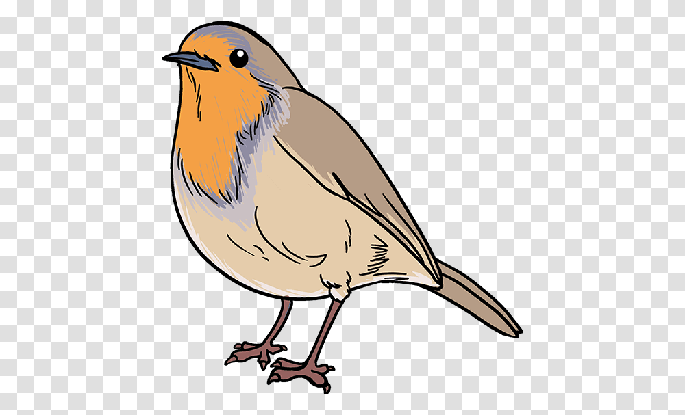 Carton Drawing Bird Easy Robin Bird Drawing, Animal, Jay, Finch, Blue Jay Transparent Png