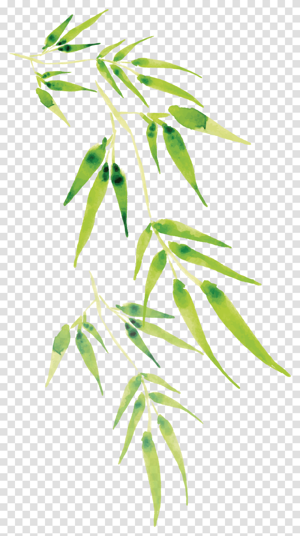 Cartoon Bamboo, Plant, Leaf, Tree Transparent Png