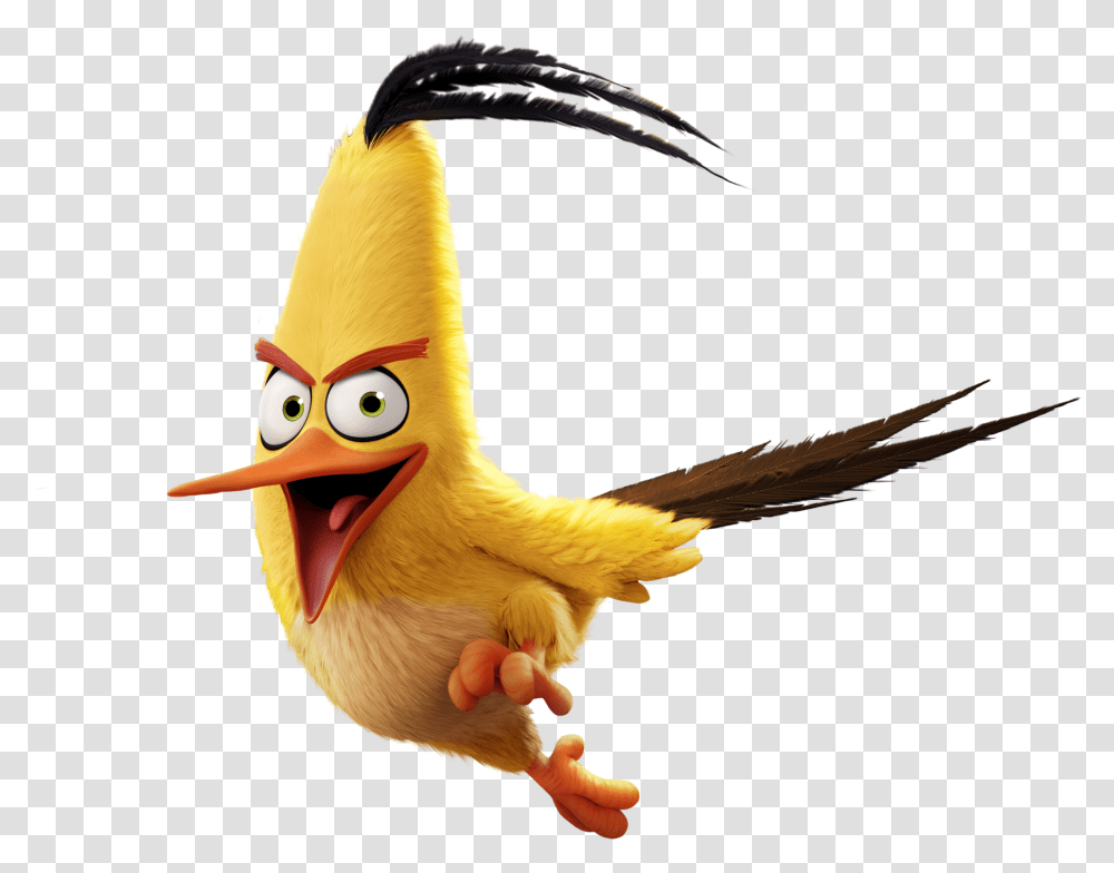 Cartoon, Bird, Animal, Angry Birds, Beak Transparent Png