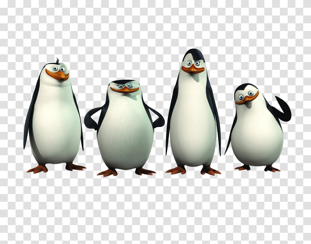 Cartoon Characters Madagascar And Shrek, Bird, Animal, Penguin, King Penguin Transparent Png