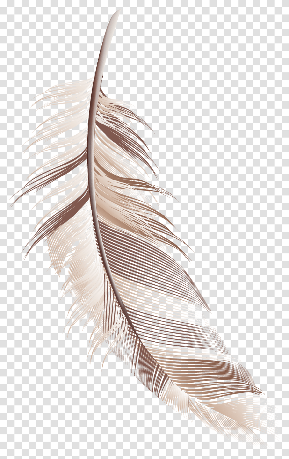 Cartoon Feather Material Download Cartoon Image Of Feather, Bird, Drawing, Sketch Transparent Png