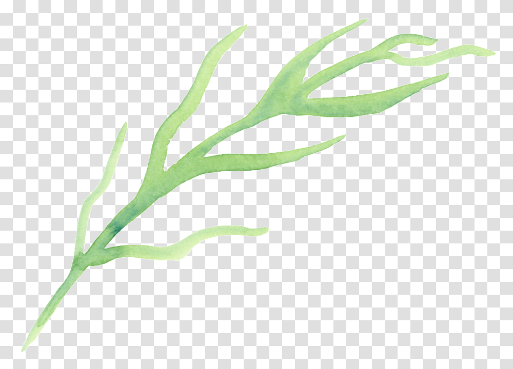 Cartoon For Origami Seaweed Free Download, Plant, Vegetable, Food, Produce Transparent Png