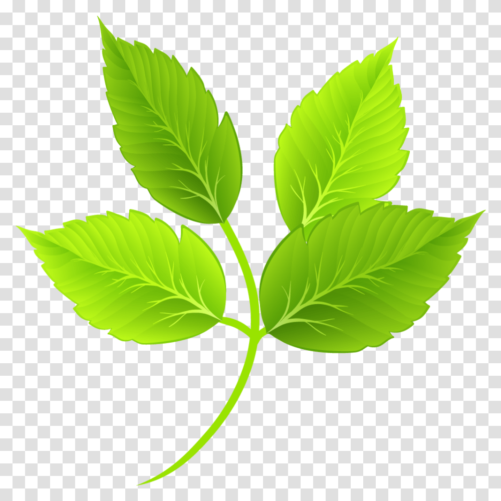 Cartoon Green Leaves Download Cartoon Leaves, Leaf, Plant, Vase, Jar Transparent Png