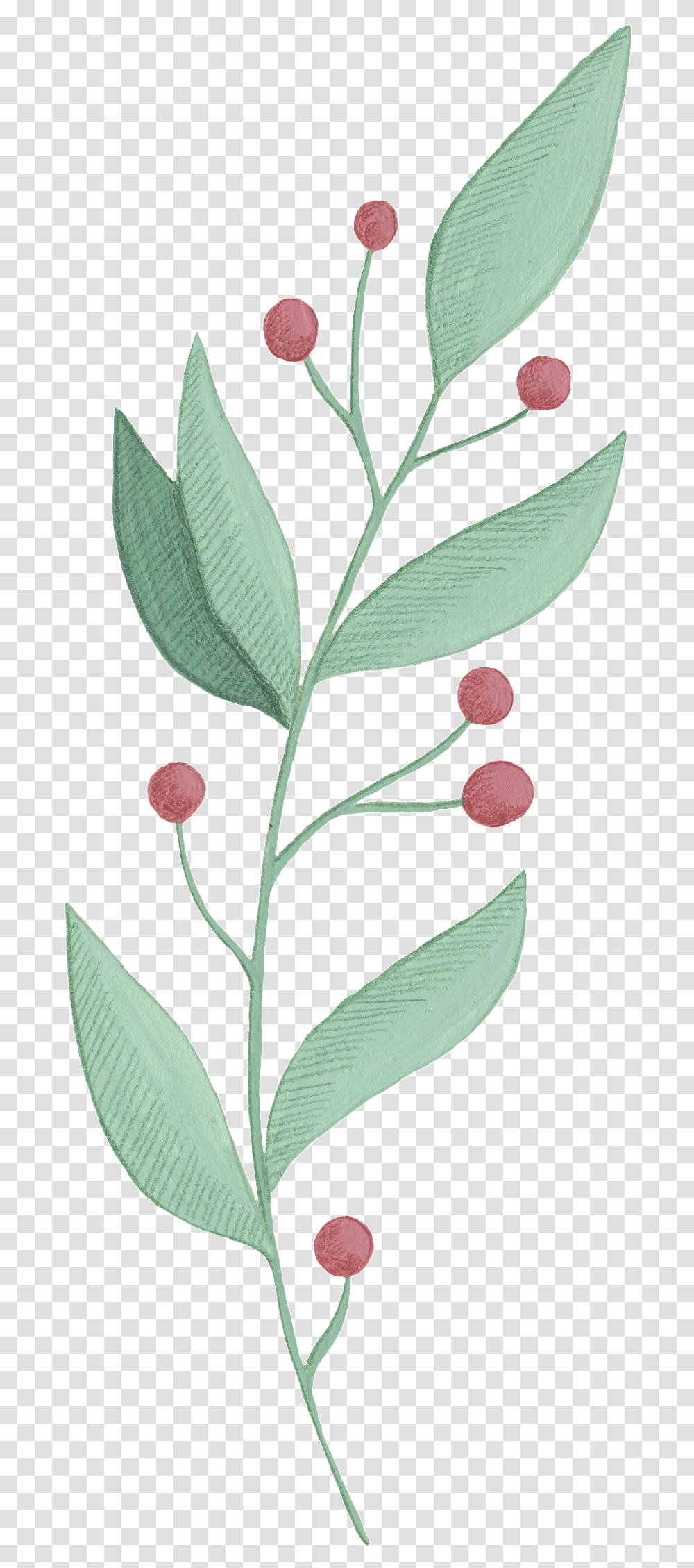 Cartoon Leaf Images Art, Plant, Flower, Acanthaceae, Petal Transparent Png