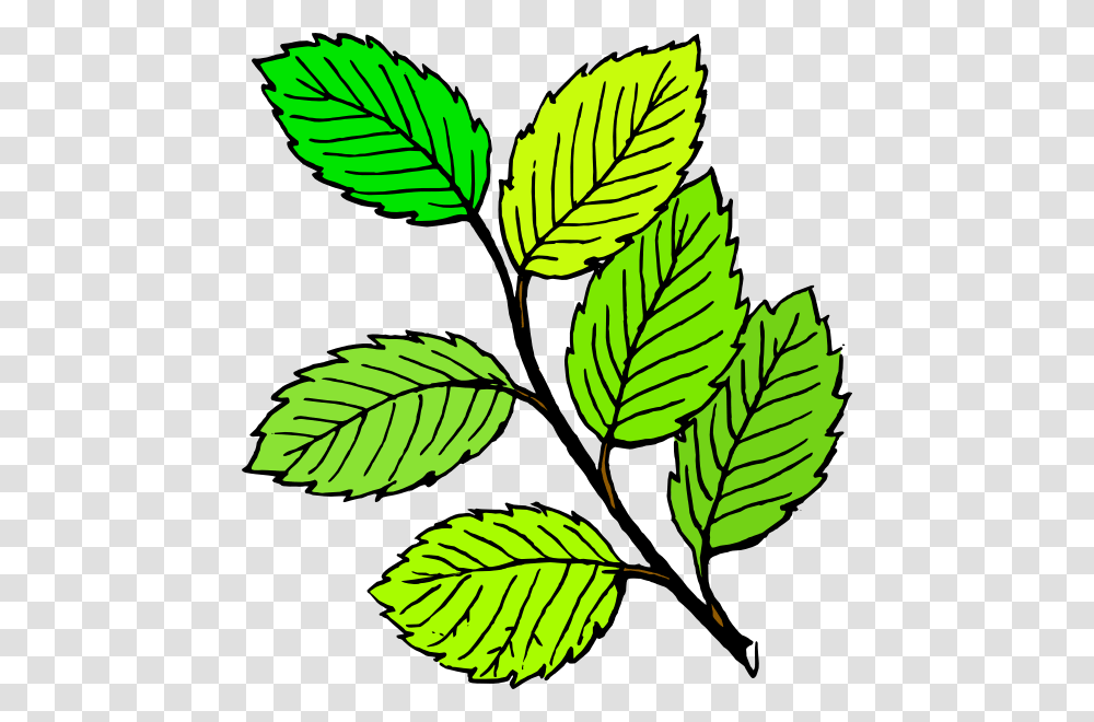 Cartoon Leaves Clip Art, Leaf, Plant, Veins, Green Transparent Png