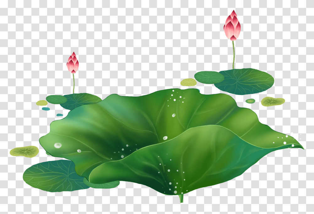 Cartoon Lotus Decorative About Hand Droplets Sacred Lotus, Leaf, Plant, Flower, Blossom Transparent Png