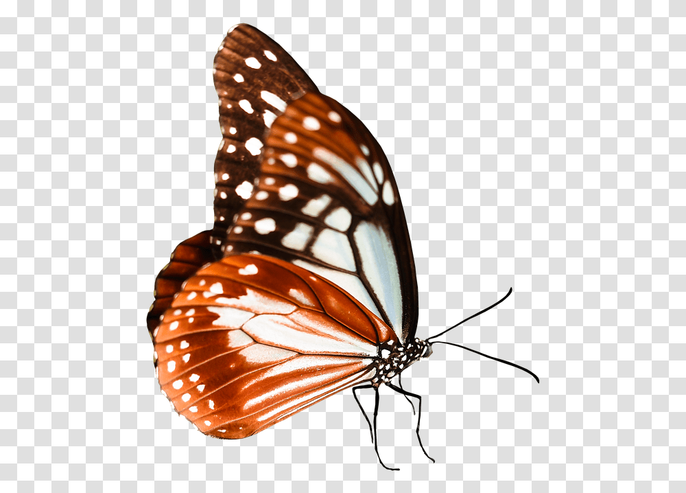 Cartoon Monarch Butterfly 22 Buy Clip Art Monarch Butterfly, Lamp, Animal, Insect, Invertebrate Transparent Png