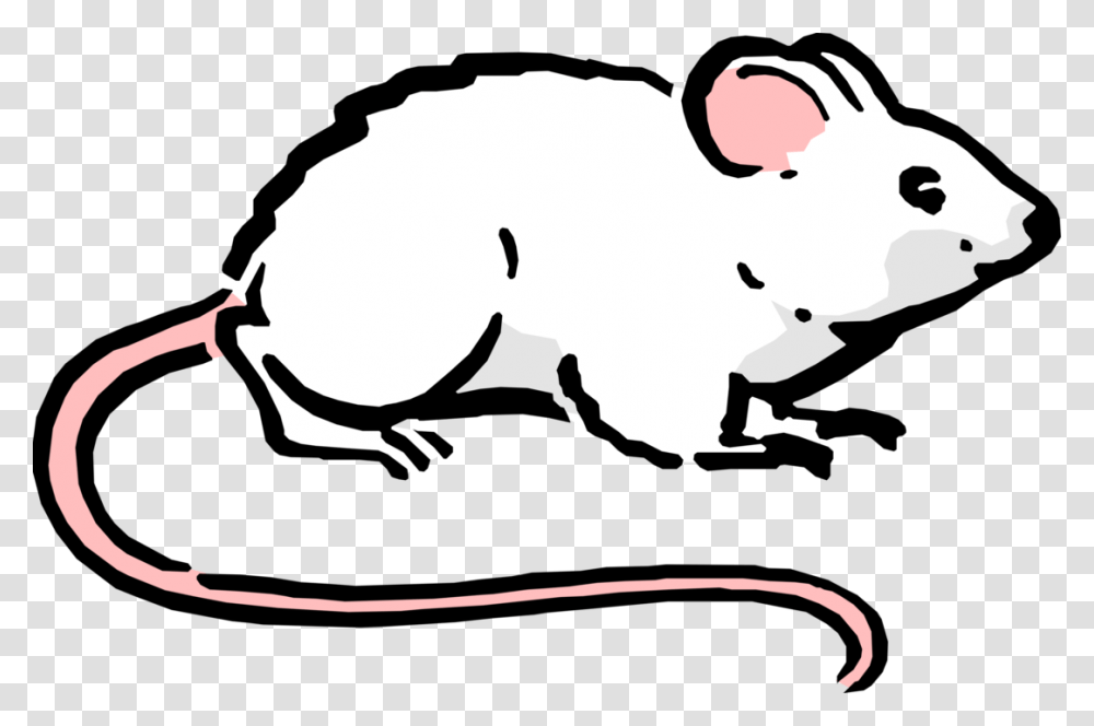 Cartoon Mouse Image Illustration Vivo Experiments, Animal, Mammal, Rodent, Pig Transparent Png