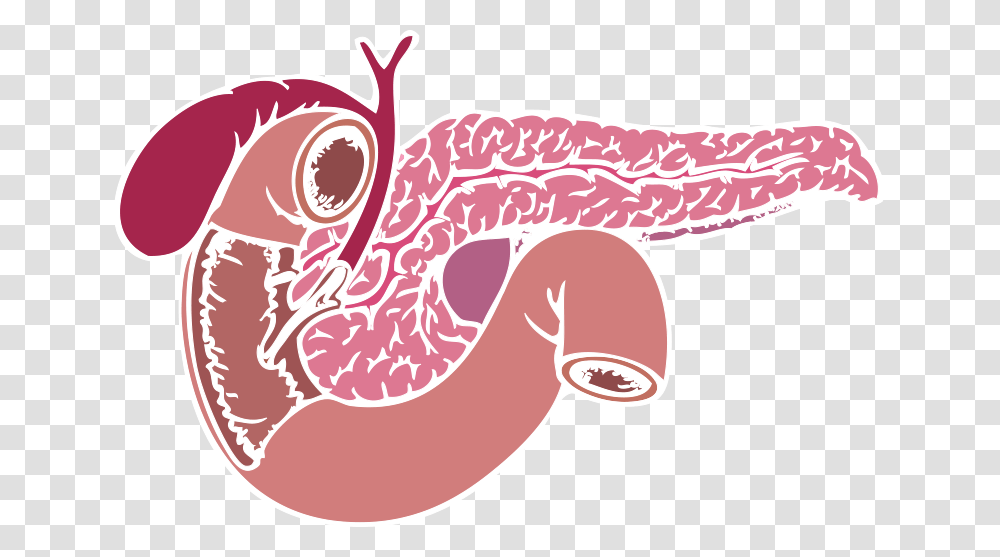 Cartoon Pancreas Background Hd Pancreas Background, Stomach, Animal, Invertebrate, Purple Transparent Png