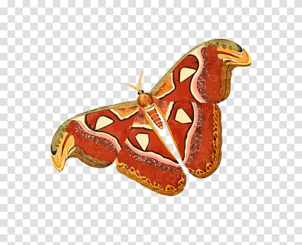 Cartoon Picture Of Moth, Lobster, Seafood, Sea Life, Animal Transparent Png