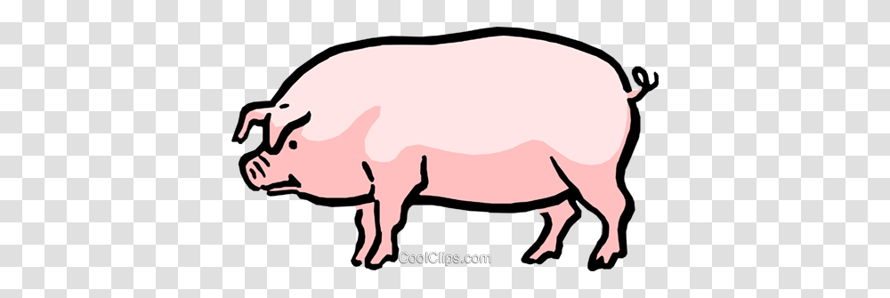 Cartoon Pig Royalty Free Vector Clip Art Illustration, Mammal, Animal, Hog, Bull Transparent Png