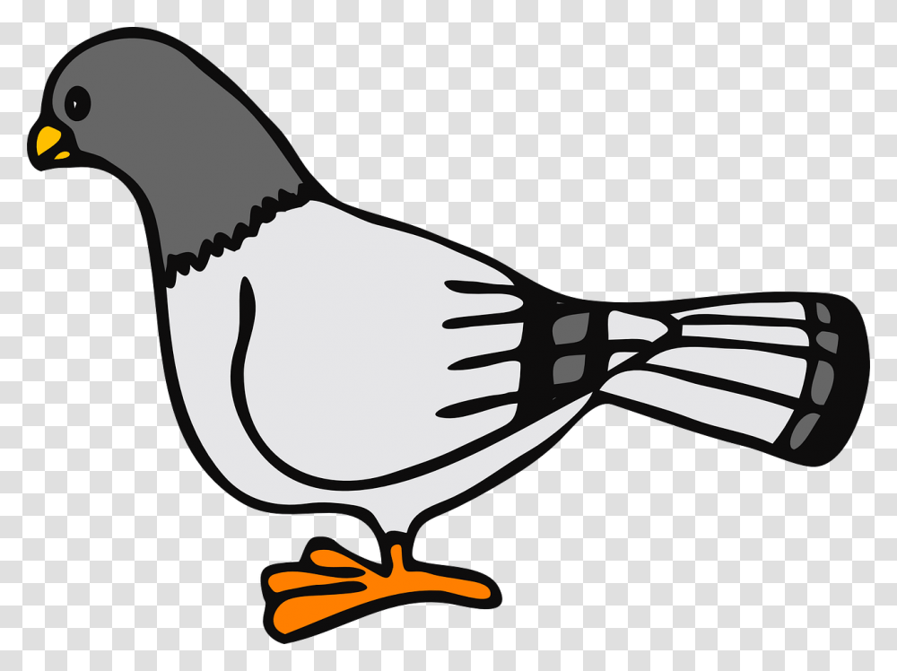 Cartoon Pigeon Clipart, Sunglasses, Accessories, Accessory, Animal Transparent Png