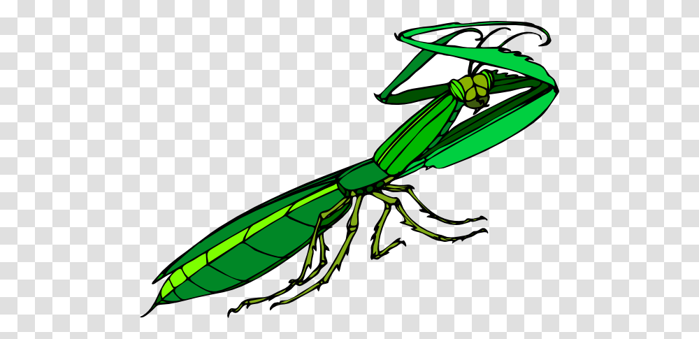 Cartoon Praying Mantis Clip Arts For Web, Grasshopper, Insect, Invertebrate, Animal Transparent Png
