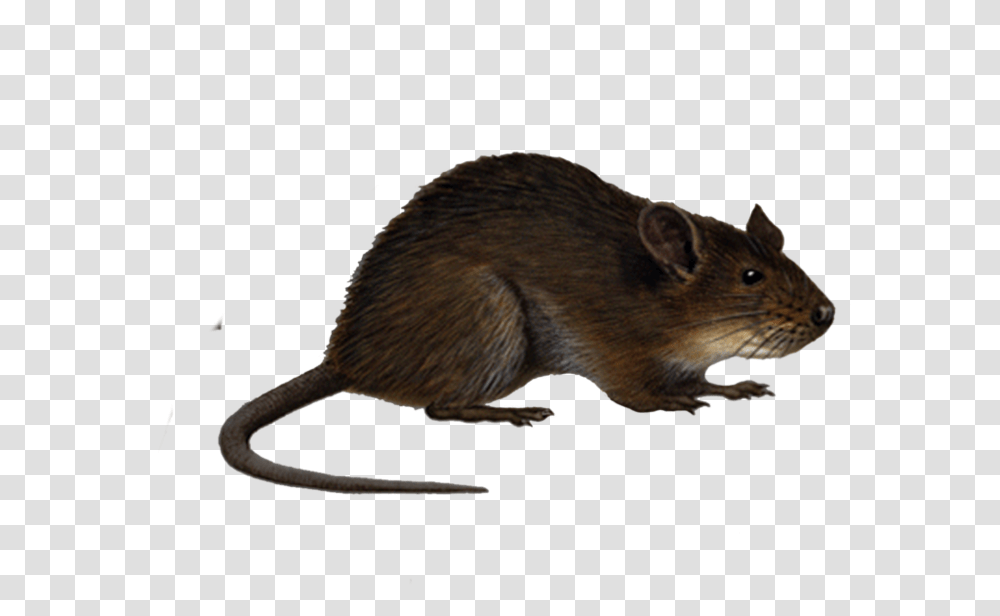 Cartoon Rat No Background, Rodent, Mammal, Animal, Pet Transparent Png