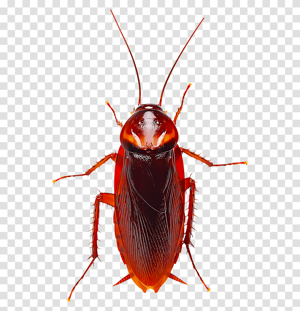 Cartoon Roach, Cockroach, Insect, Invertebrate, Animal Transparent Png