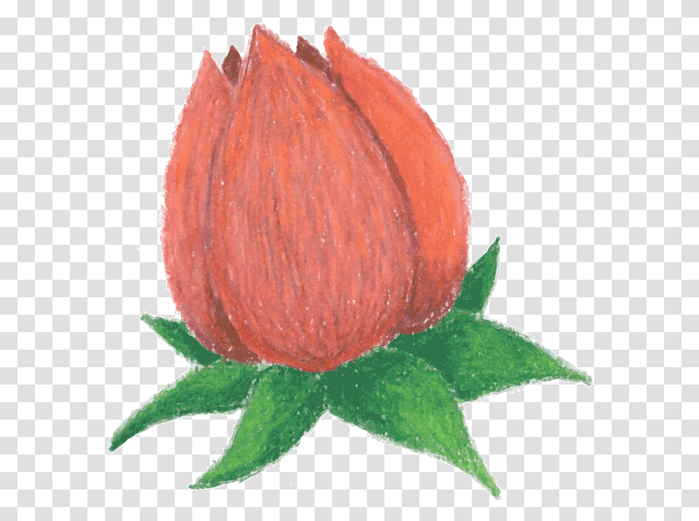Cartoon Rose Rosebud Animated Rose, Plant, Fruit, Food, Nut Transparent Png