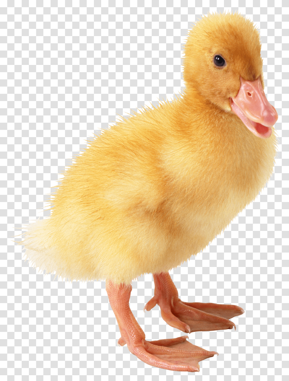 Cartoon Rubber Duck Clip Art Baby Duck Background, Bird, Animal, Beak, Waterfowl Transparent Png