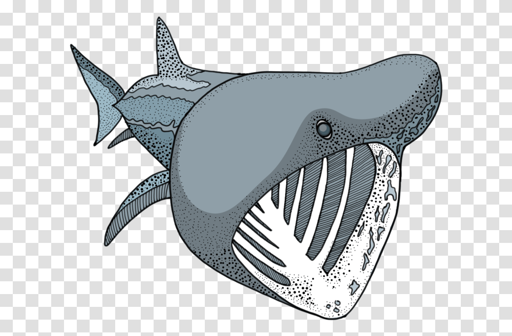 Cartoon Shark Basking Shark, Fish, Animal, Sea Life, Manta Ray Transparent Png