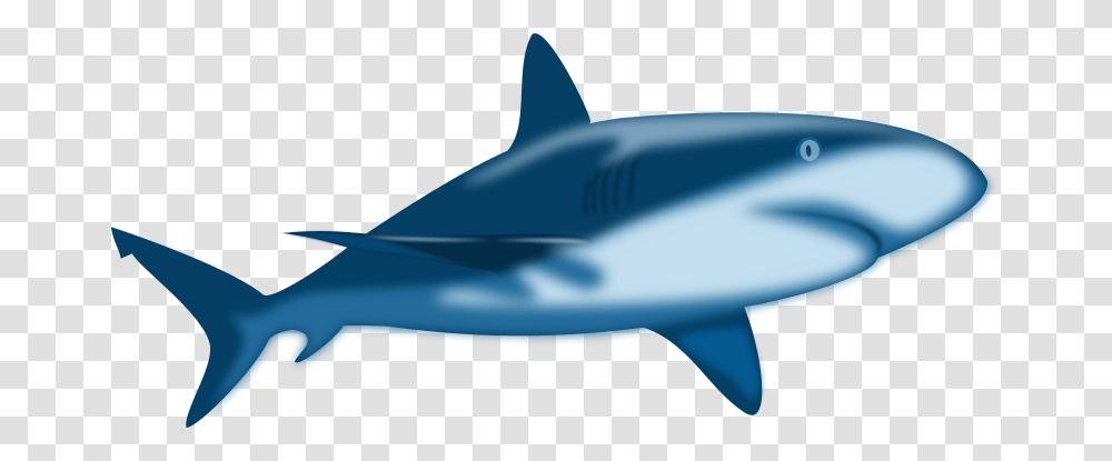 Cartoon Shark Cliparts, Sea Life, Fish, Animal, Vehicle Transparent Png