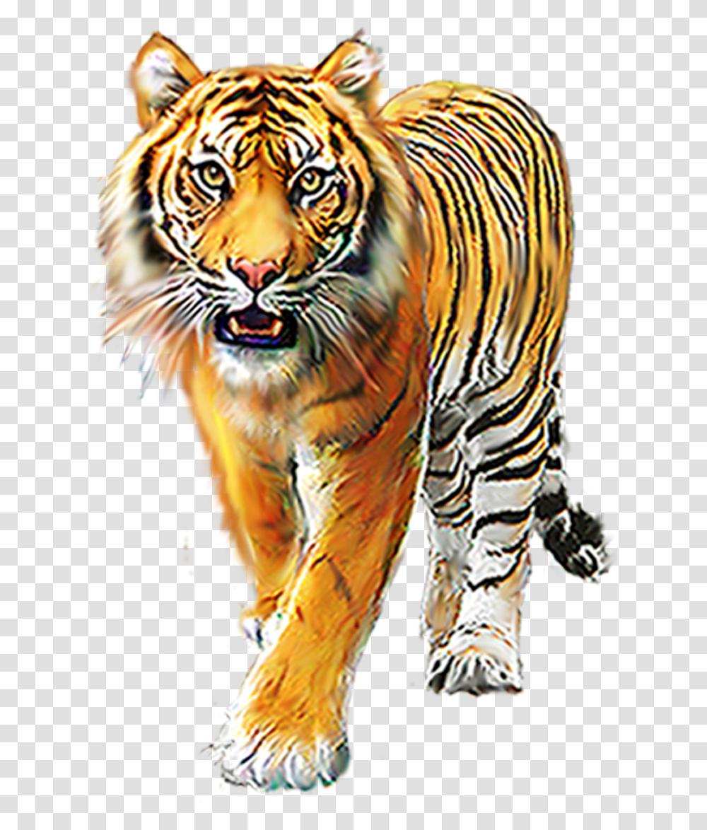 Cartoon Tiger Background Images For Editing Picsart Tiger Of Bengal, Wildlife, Mammal, Animal, Zebra Transparent Png