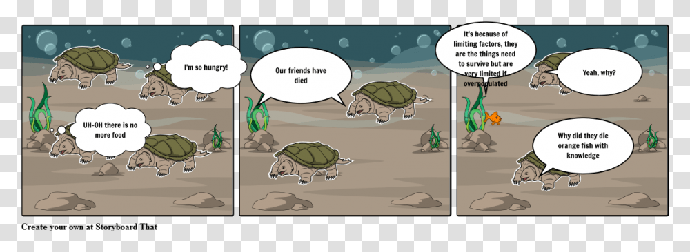 Cartoon, Tortoise, Turtle, Reptile, Sea Life Transparent Png