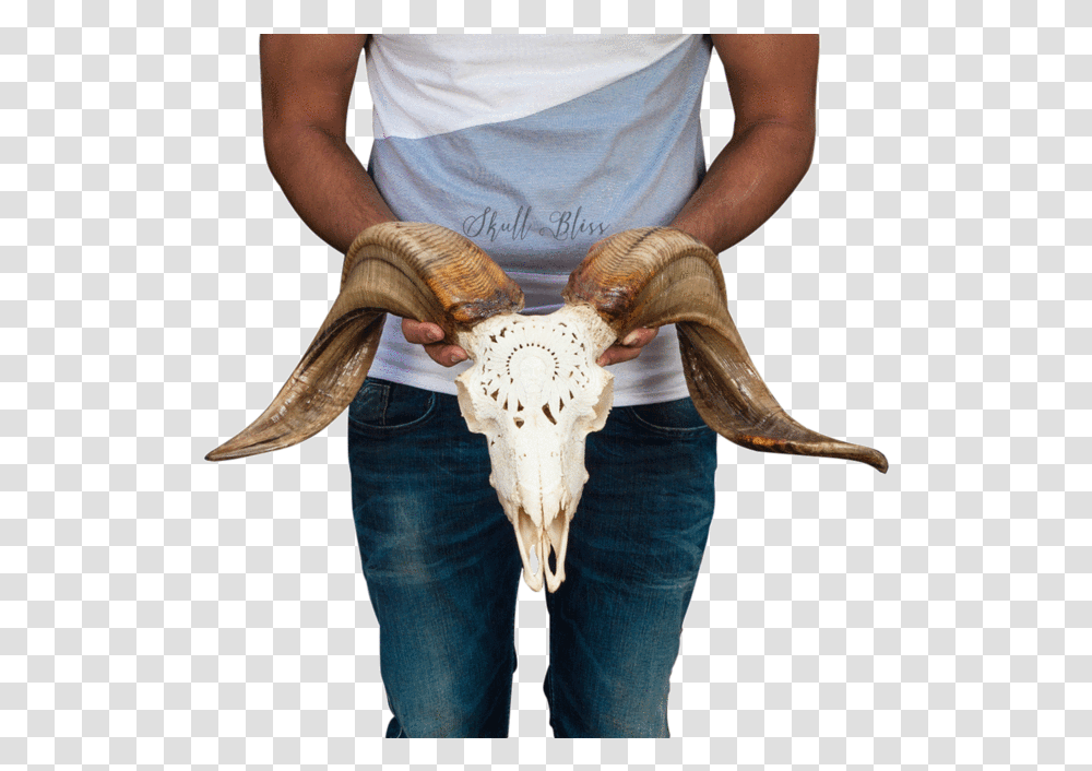 Carved Ram Skull Bull Bull, Pants, Person, Jeans Transparent Png