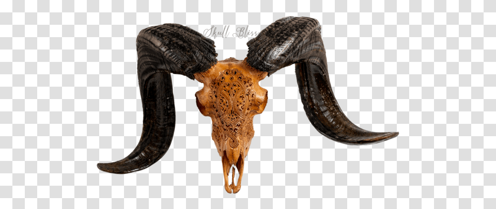Carved Ram Skull Horn, Animal, Mammal, Wildlife, Giraffe Transparent Png