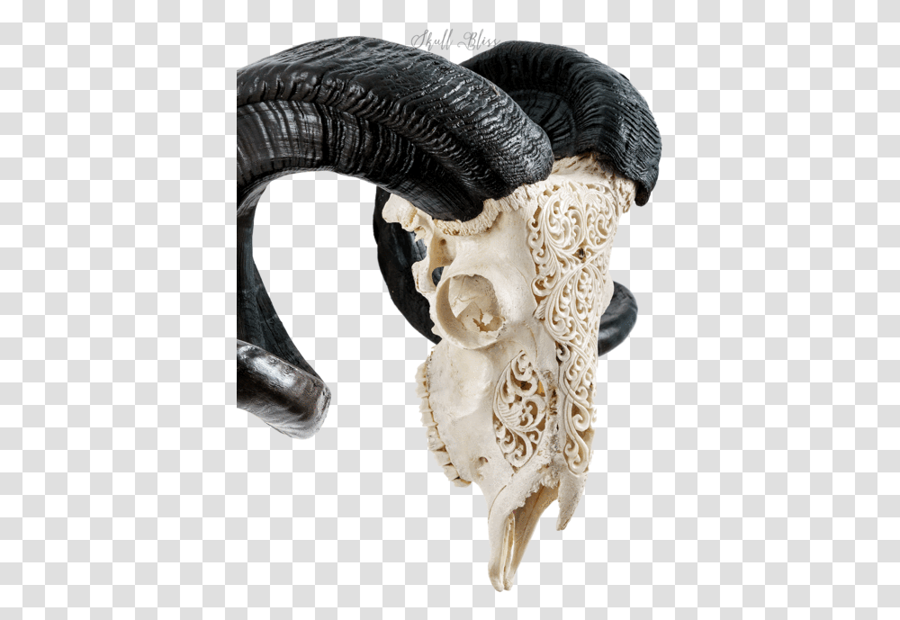 Carved Ram Skull Skull, Ivory, Hip, Jaw, Skeleton Transparent Png