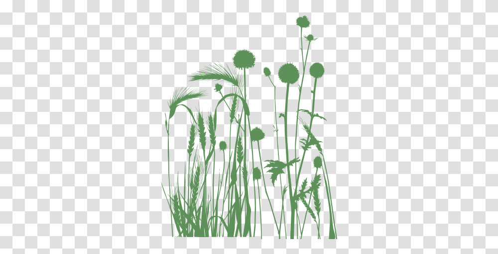 Carymoor Environmental Trust Environmental Education In Somerset, Plant, Green, Grass, Seasoning Transparent Png