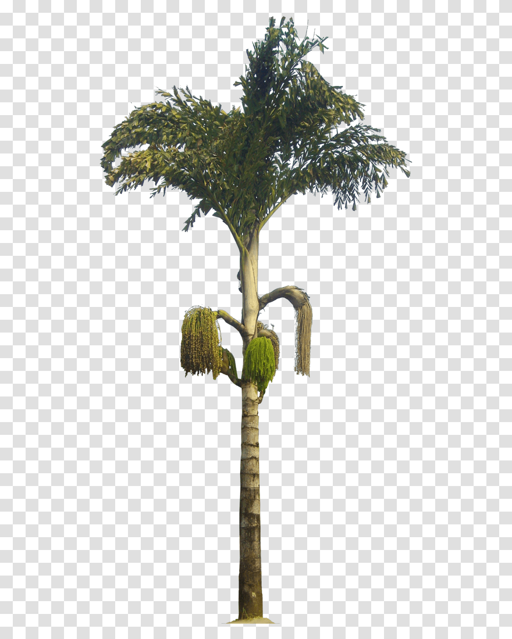 Caryota Urens Kithul Tree Caryota Urens Highresolution Caryota Urens, Plant, Palm Tree, Arecaceae, Annonaceae Transparent Png