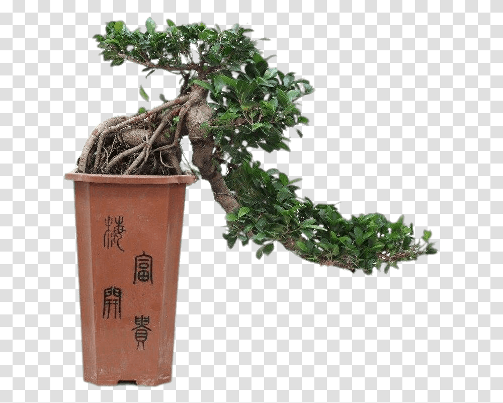 Cascade Bonsai Full Cascade Ficus Bonsai, Potted Plant, Vase, Jar, Pottery Transparent Png