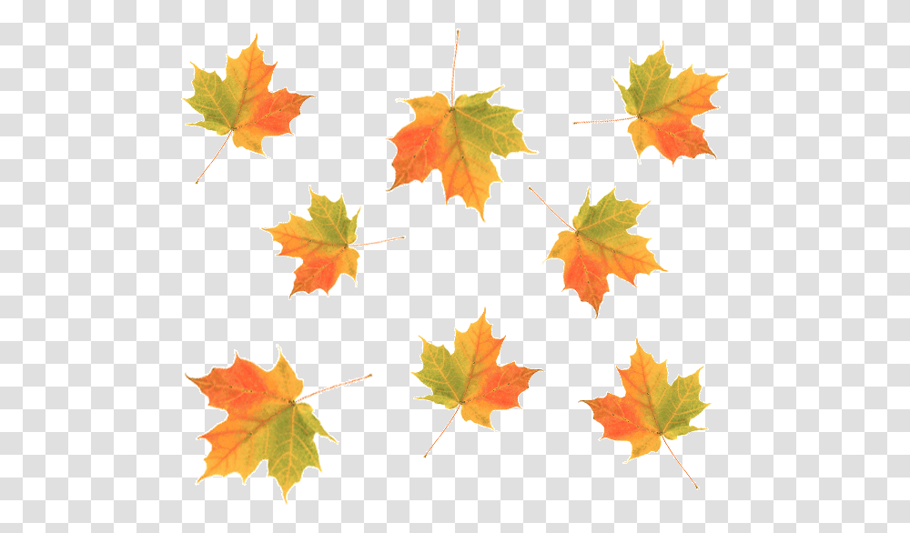 Cascading Maple Fall Leaves, Leaf, Plant, Tree, Maple Leaf Transparent Png