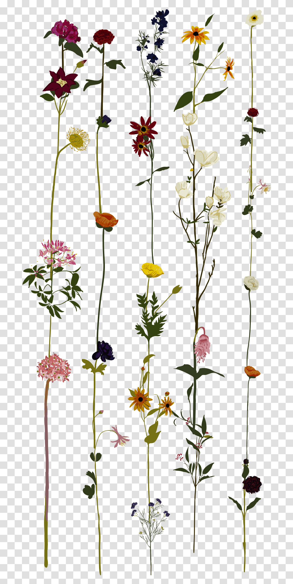 Casetify Floral Case, Plant, Acanthaceae, Flower, Blossom Transparent Png