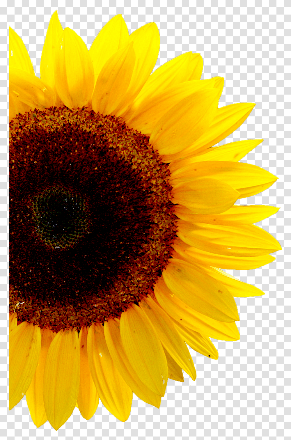 Casetify Sunflower Background, Plant, Blossom, Bird, Animal Transparent Png