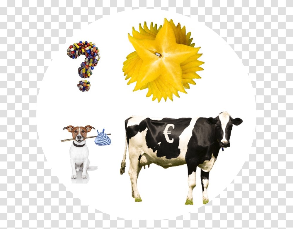 Cash Cow, Cattle, Mammal, Animal, Dairy Cow Transparent Png