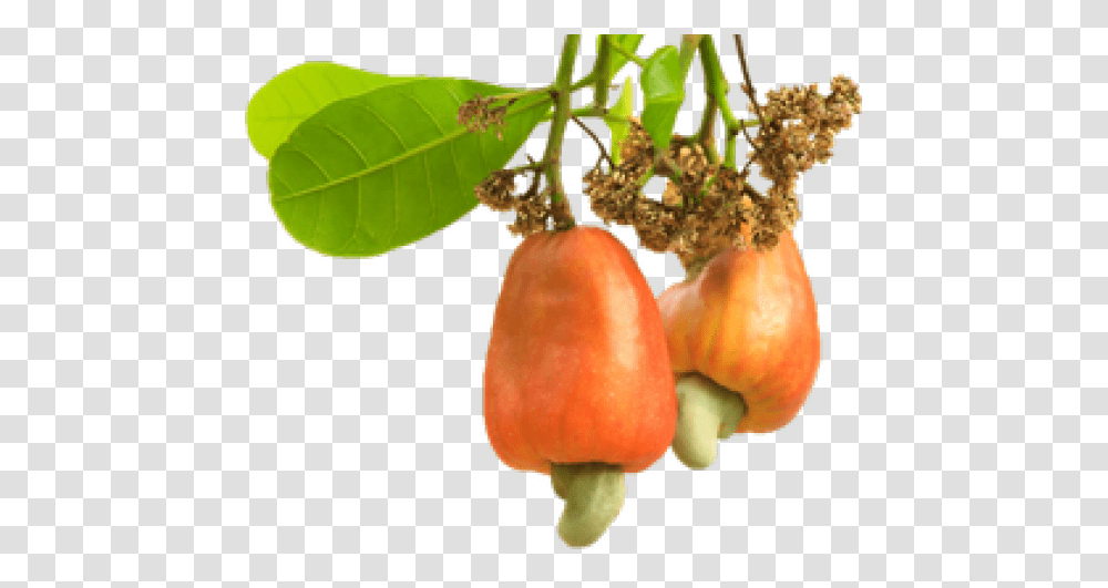Cashew Images Cashew Nut Tree, Plant, Food, Fruit, Lamp Transparent Png