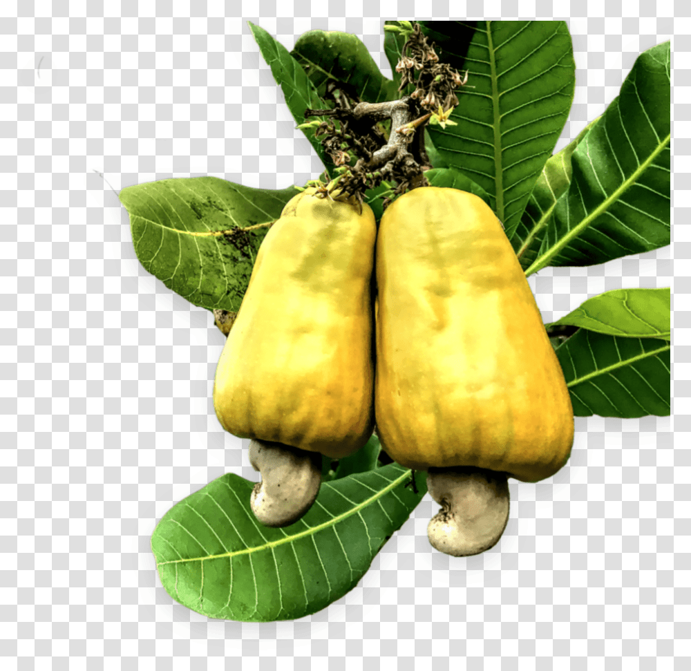 Cashew, Plant, Food, Nut, Vegetable Transparent Png