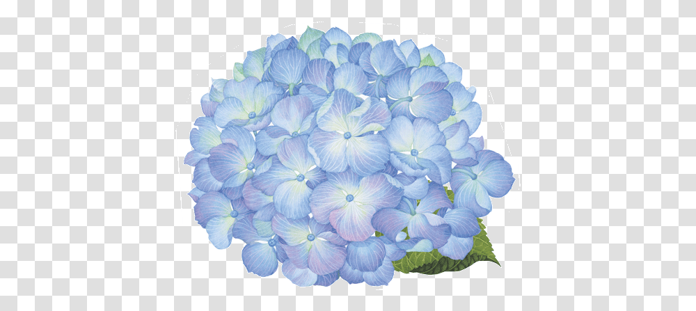 Caspari Hydrangea Floral Round Designer Hydrangea Flower Blue, Geranium, Plant, Blossom, Rug Transparent Png
